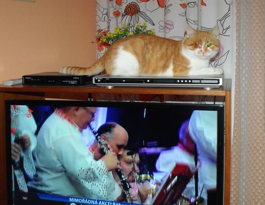 Kocour na TV